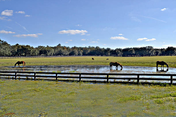 Wild horses