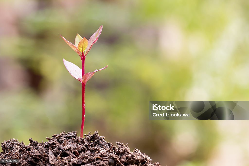 Nuova vita-Pianta in crescita - Foto stock royalty-free di Agricoltura