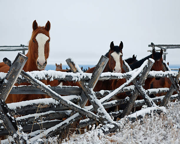 CORRAL FULL OF BUCKING HORSES ON A MONTANA WINTER DAY. LIKE ALL ANIMALS THEY ARE SO CURIOUS ABOUT WHAT'S GOING ON. THEY ARE WATCHING ME TAKE THEIR PHOTOGRAPH. BEAUTIFUL HORSES, THEY ARE BEING SORTED FOR RODEO STOCK.