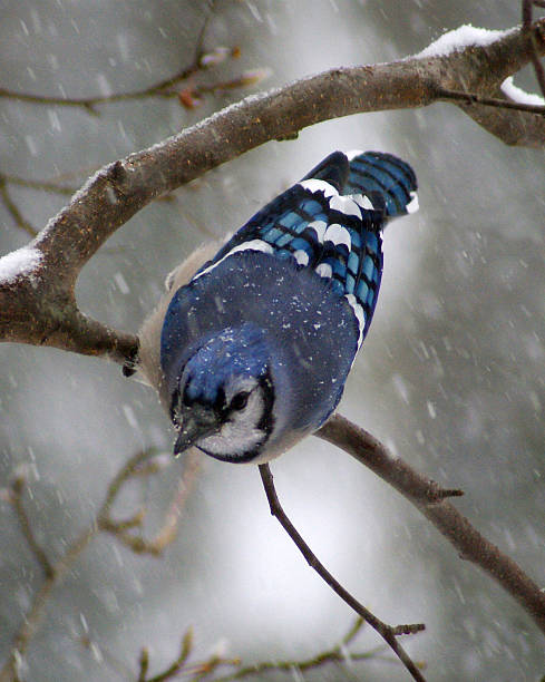 istock Blue Jay in the Snow 475119709