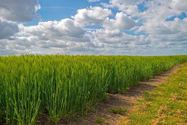 istock Green wheat growing on a sunny field in spring 475122412