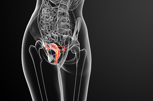 3d render medical illustration of the Reproductive System - back view