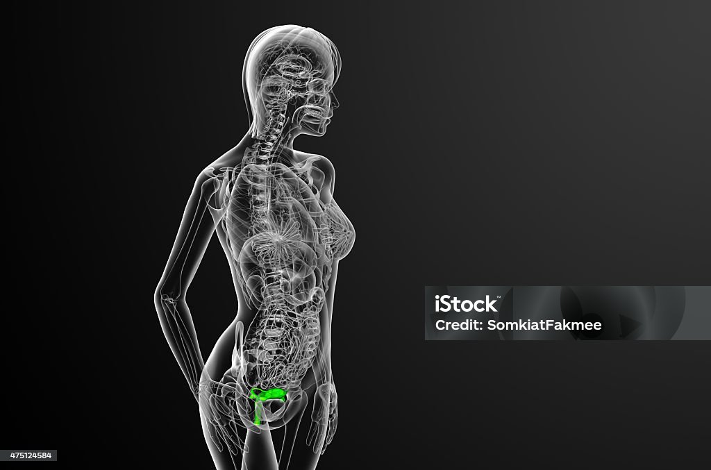 3d render medical illustration of the Reproductive System 3d render medical illustration of the Reproductive System - side view 2015 Stock Photo