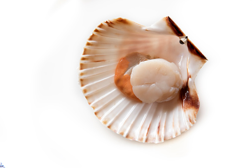 Fresh opened scallop on white background