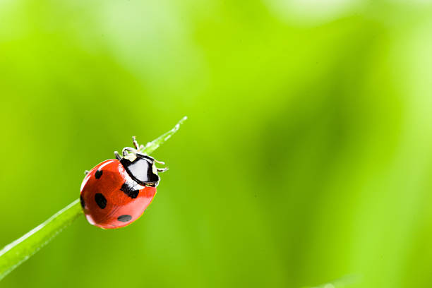 istock Ladybug running along on blade of  green grass 475125136