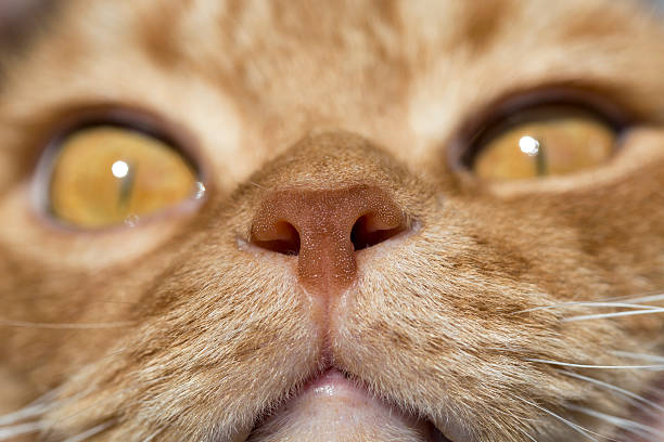 istock Cat nose close up photo with eyes in remote perspective 475125502