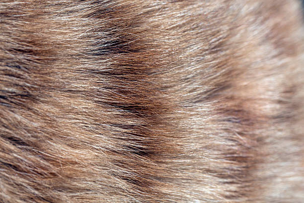 istock Fur of cat close up image for background 475125512
