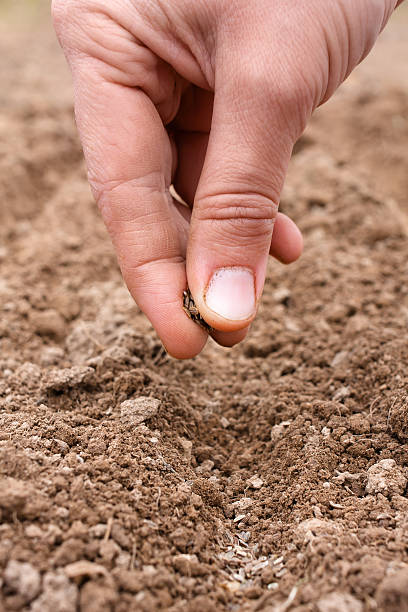 istock hand planting seeds in soil 475125710
