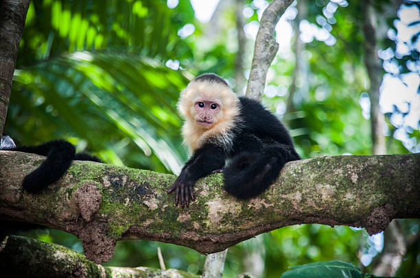 White faced baby capuchin in Costa Rica Freedom white faced baby capuchin in natural park Corcovado, Costa Rica. capuchin monkey stock pictures, royalty-free photos & images