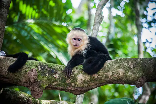 Freedom white faced baby capuchin in natural park Corcovado, Costa Rica.