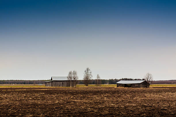 istock Barn Houses And Birch Trees 475130216