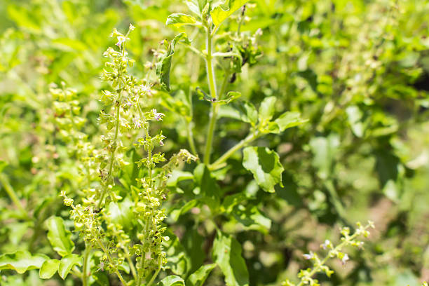 istock close-up fresh holy basil in garden 475130296