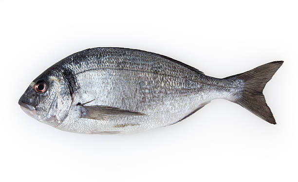 istock Dorado fish isolated on white background 475131681
