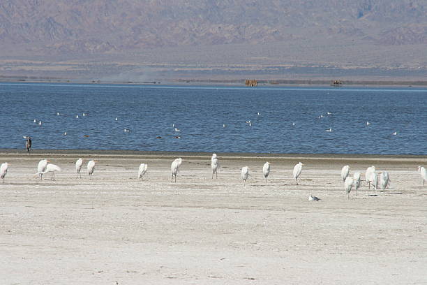 istock White Birds at the Salton Sea 475132628