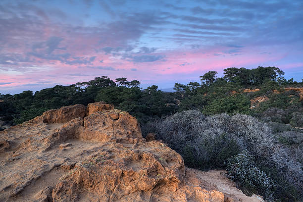 pastelowy niebo nad torrey pines - torrey pines state reserve zdjęcia i obrazy z banku zdjęć