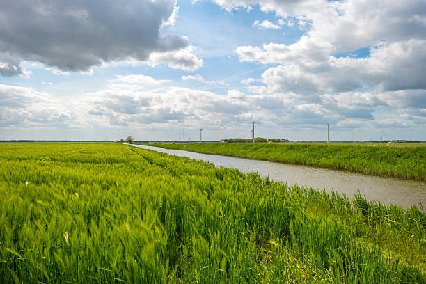istock Green wheat growing on a sunny field in spring 475132892