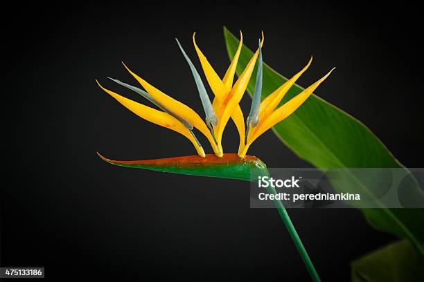 Beautiful Yellow Flower Strelitzia Stock Photo - Download Image Now - 2015, Beauty, Beauty In Nature