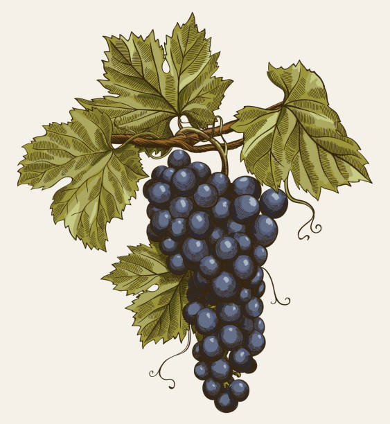 wiązanka winogron - grape nature design berry fruit stock illustrations