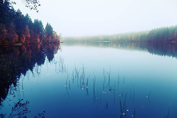 istock Landscape with threes on a coast, fog and still lake 475134856