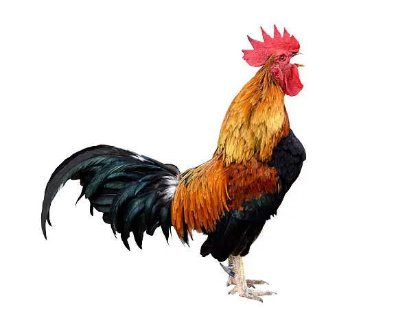 Photo of chicken bantam ,Rooster crowing isolated on white (Die cutting)