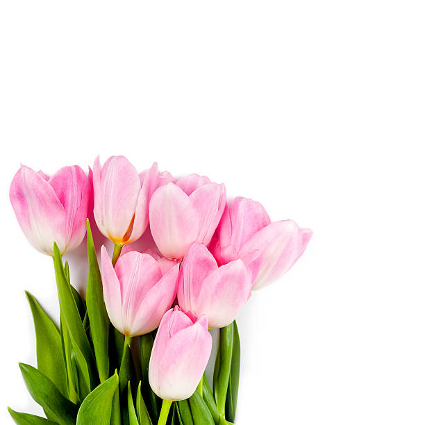 istock bouquet of tulips 475135756