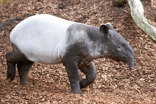 Malayan tapir walking