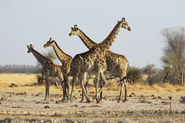istock Giraffe family at the water 475136453