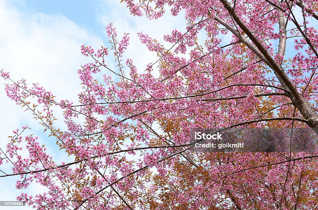 Printemps des fleurs de cerisiers en fleurs - Photo de Arbre libre de droits