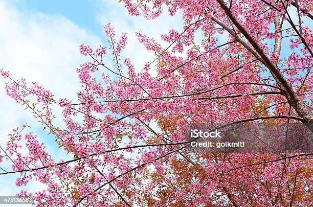 Photo libre de droit de Printemps Des Fleurs De Cerisiers En Fleurs banque d'images et plus d'images libres de droit de Arbre - Arbre, Asie de l'Est, Automne