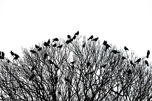 silhouette of many crows silhouette of many birds on a treetop - black and white shot crow bird photos stock pictures, royalty-free photos & images