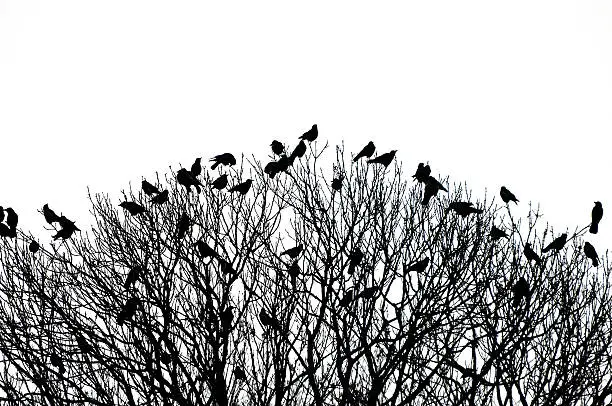 Photo of silhouette of many crows