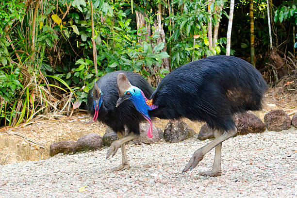 Southern Cassowsary-Qld, Australia - foto stock