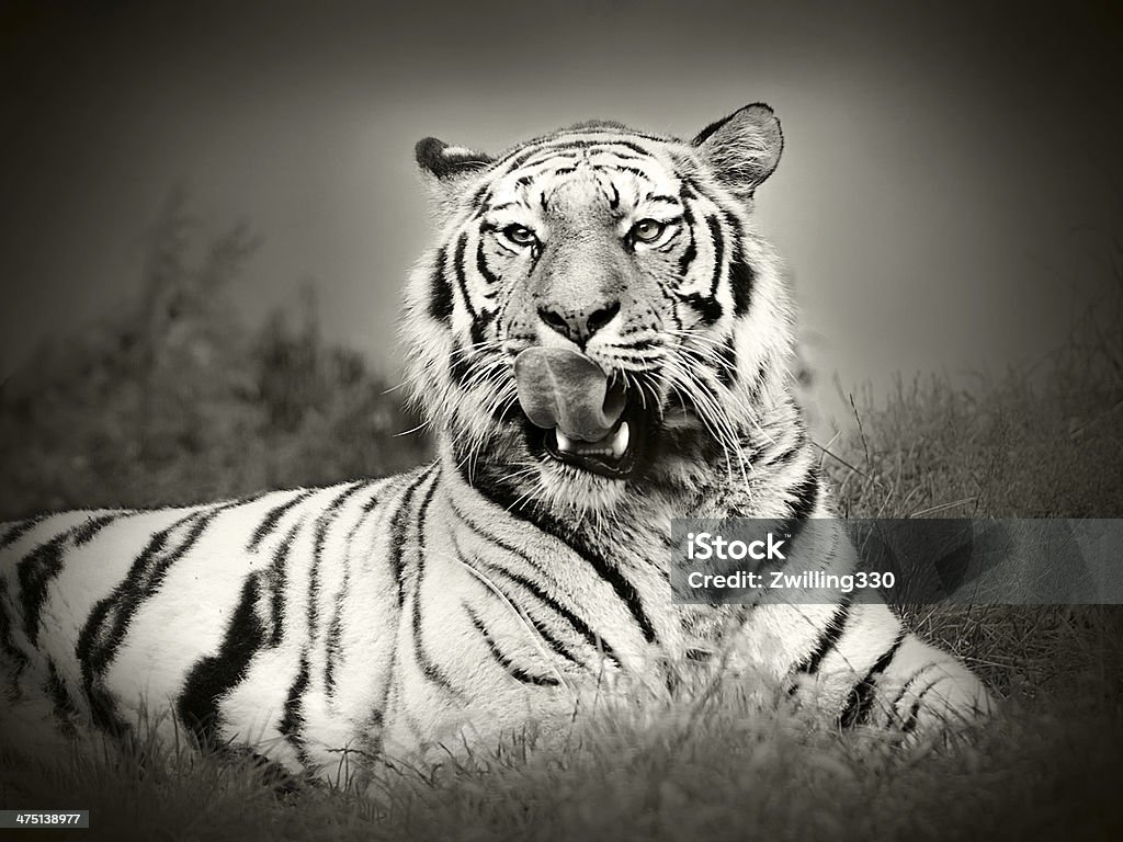 tiger lying in the grass Bengal tiger lying lazy in the grass licking its face - black and white shot Black And White Stock Photo