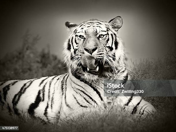 Tiger Lying In The Grass Stock Photo - Download Image Now - Black And White, Single Object, Striped