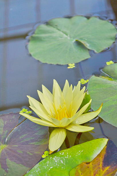 istock Blooming yellow lotus flower 475139895