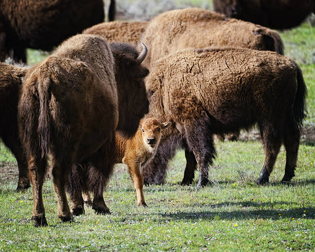 istock Newborn Bison Calf In Yellowstone National Park 475139898