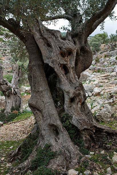 old olivier sur baléares majorque - olive tree tree root old photos et images de collection