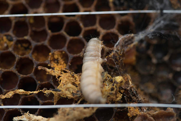 istock Wax moth larva on honeybee's wax frame 475142530