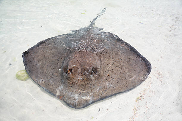 stingray in a shallow water stingray in a shallow water, Isla Contoy, Mexico contoy island stock pictures, royalty-free photos & images
