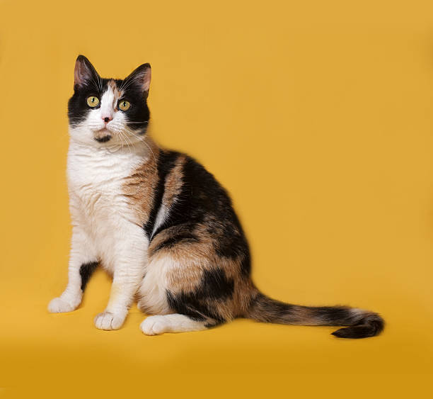 istock Tricolor cat sits on yellow 475143868