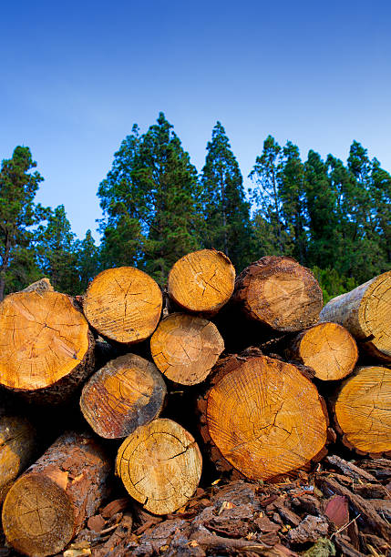 istock pine tree felled for timber industry in Tenerife 475144012
