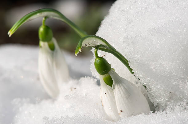 istock Snowdrop flower in a snow 475144335