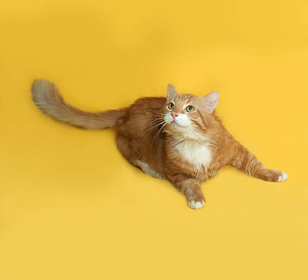 istock Red and white fluffy cat lying on yellow 475144836