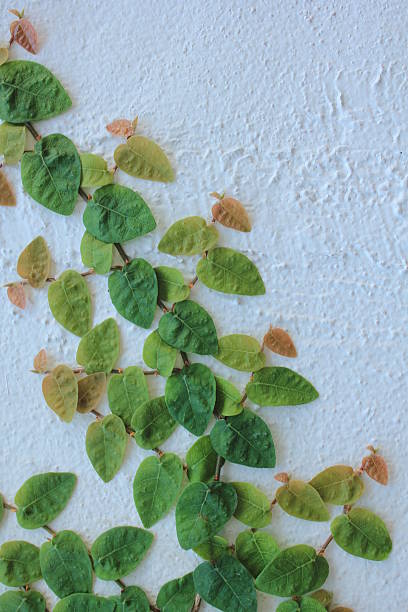 istock Green creeper plant on wall 475147172