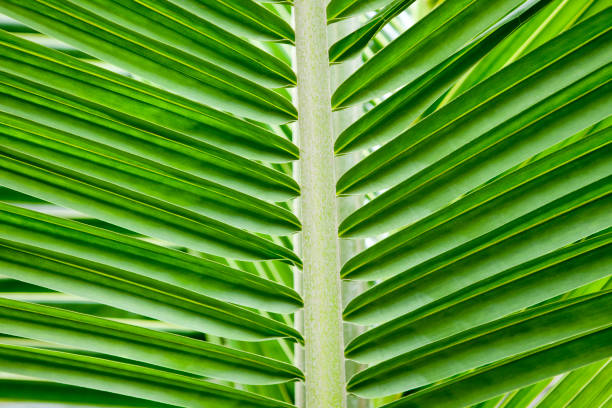 istock green leaf of palm tree - detail 475147912