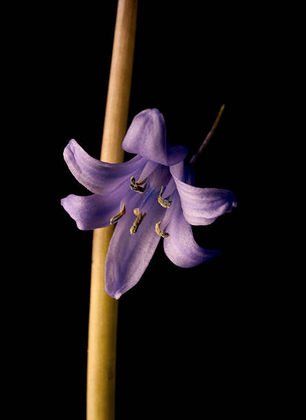 istock Bluebell flowers black bacckground 475147982