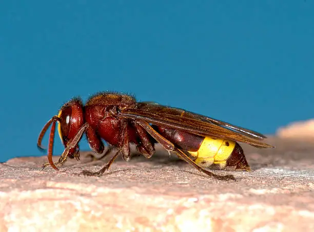 Hornet, Vespa Orientalis