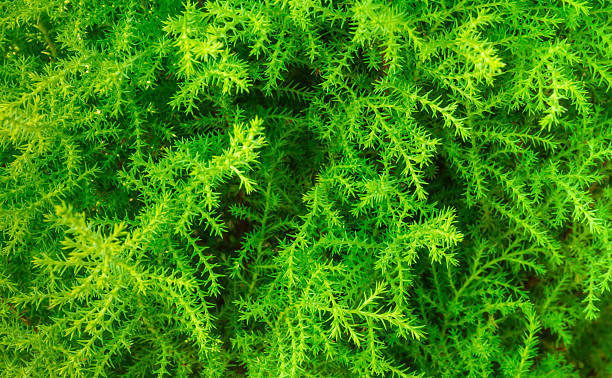 istock The texture of leaves. 475149148