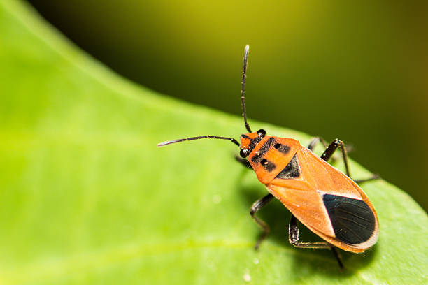 istock extra soft focus Indian Milkweed Bug, Oncopeltus confusus macro 475151104