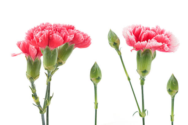 istock pink carnation flowers on a white background 475151748